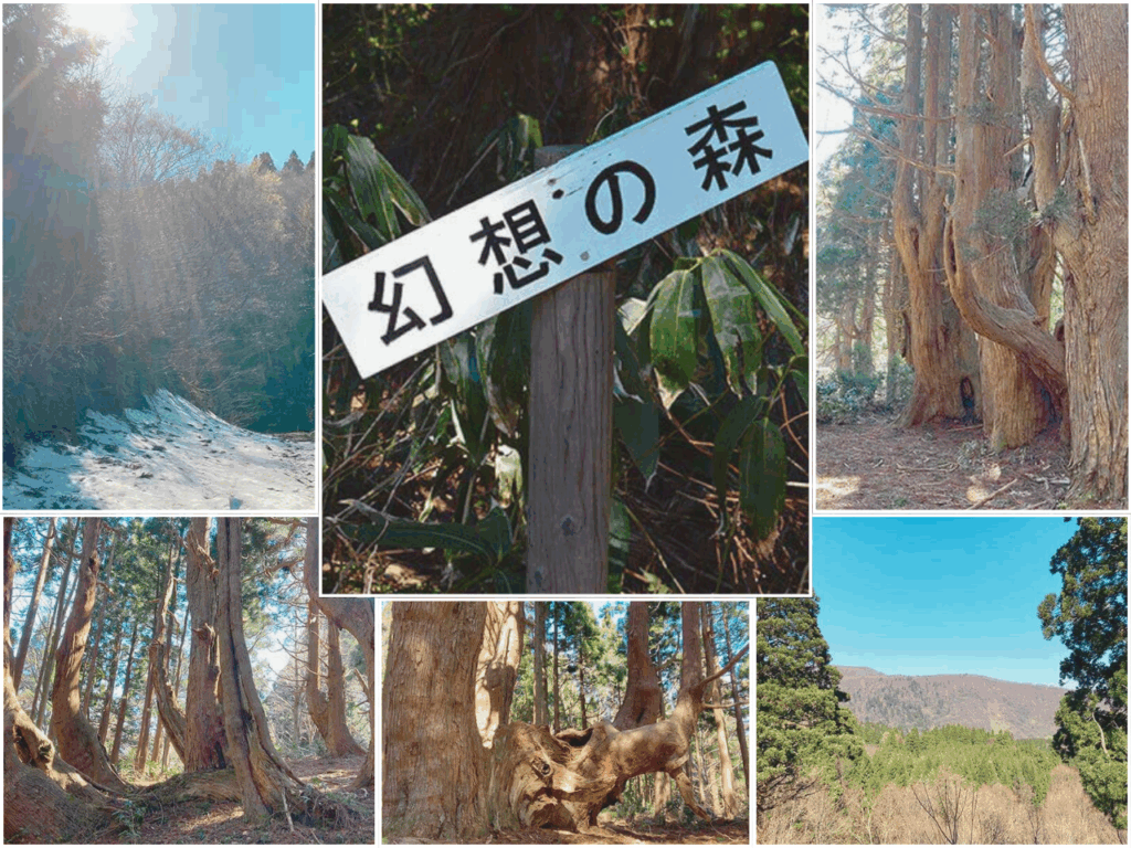 幻想の森の風景