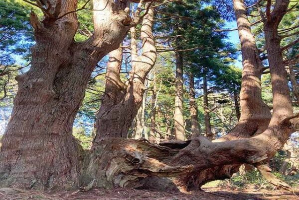 [Yamagata, Tozawa] Forest of Fantasy Review | A mysterious world of thousand-year trees アイキャッチ