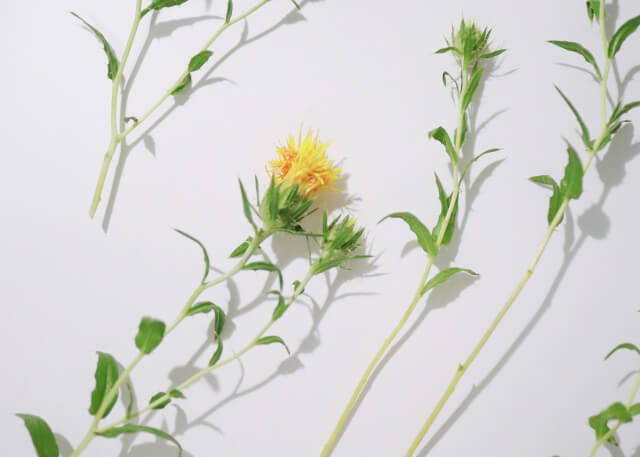 紅花茎
