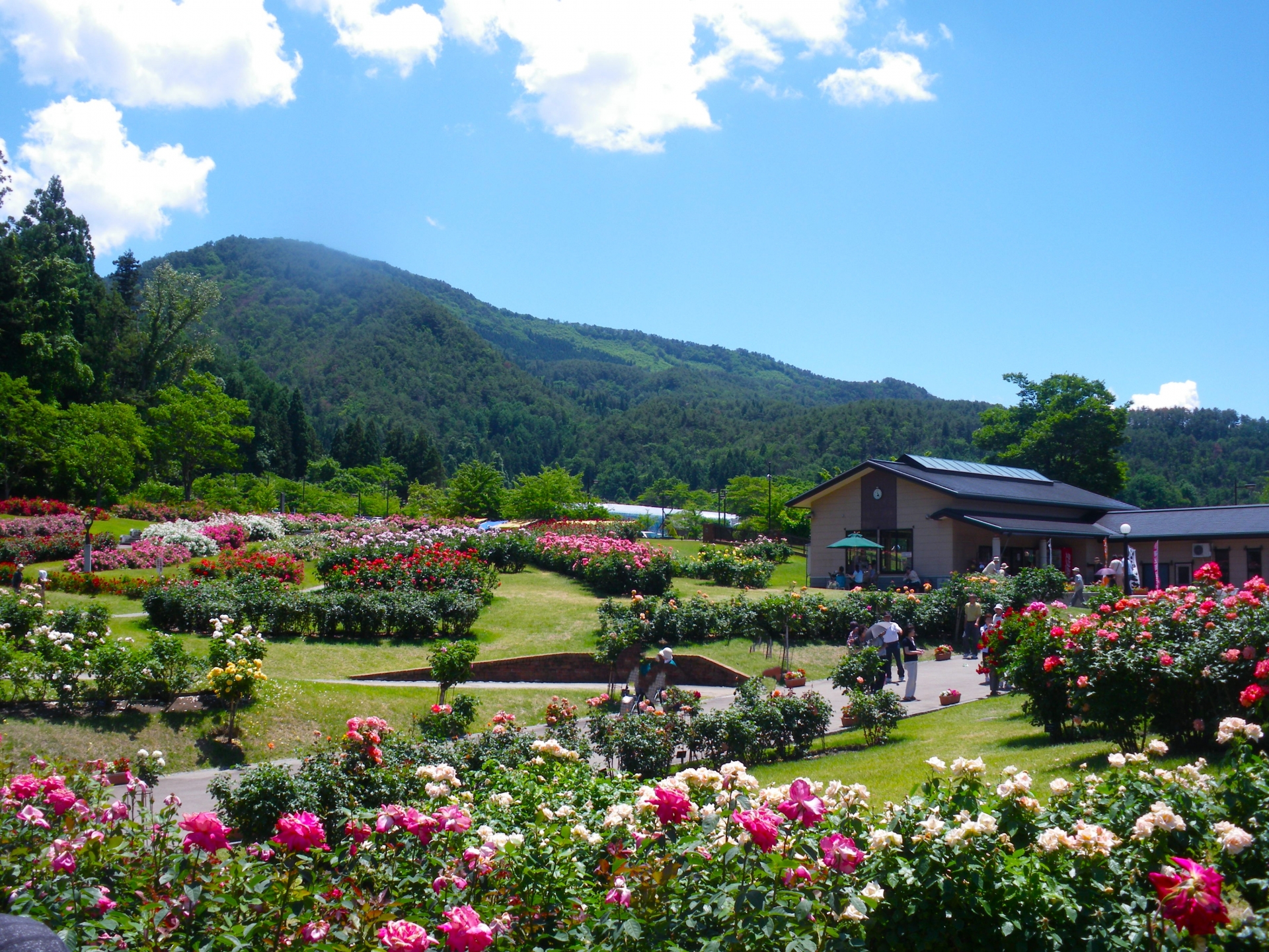 東沢バラ園
