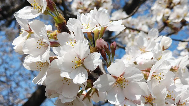 Sakura close upp