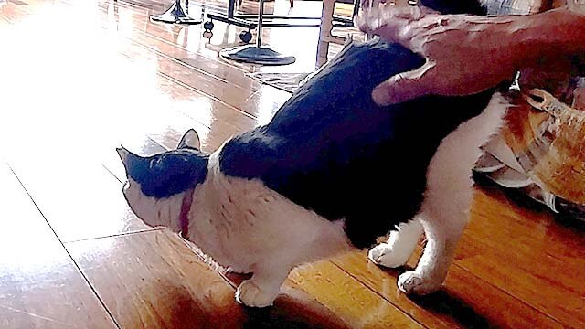 おこげちゃん2