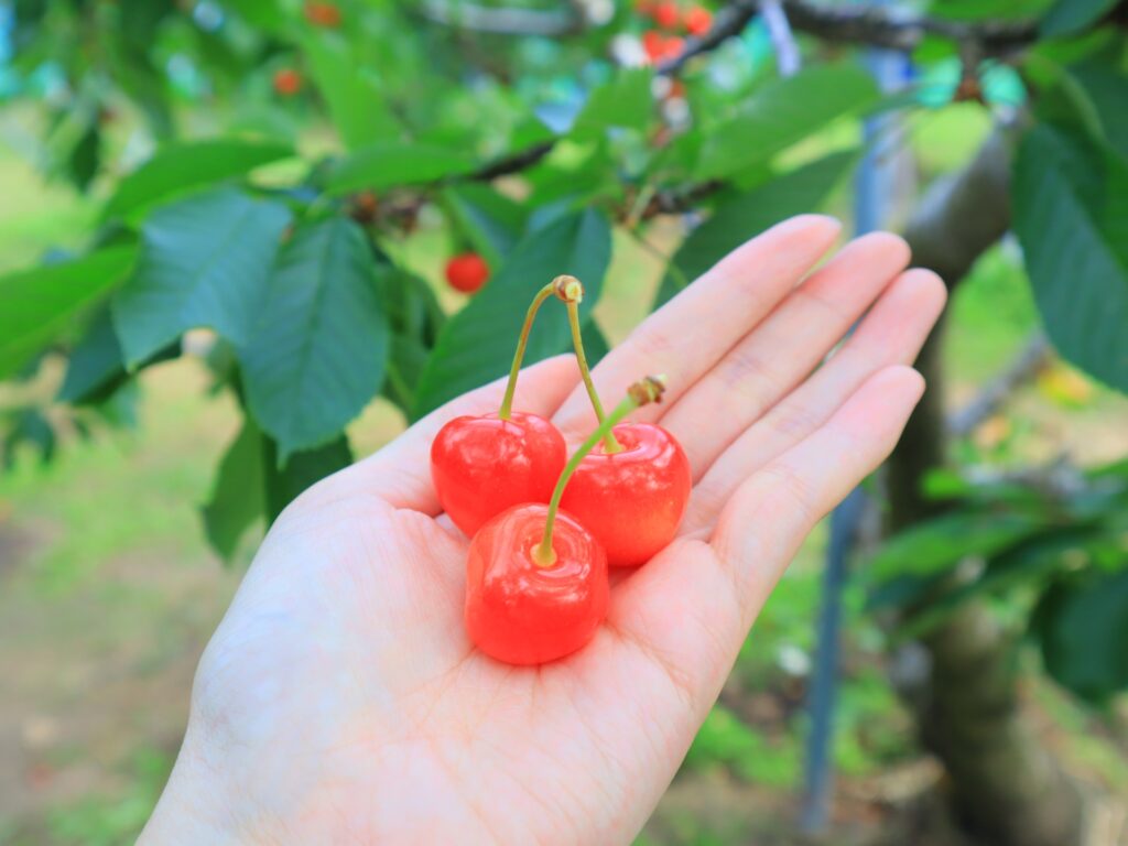 手のひらのさくらんぼ