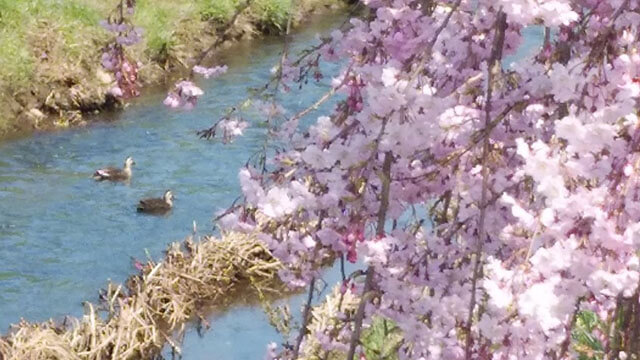 Weeping cherry tree - Enlarged image2