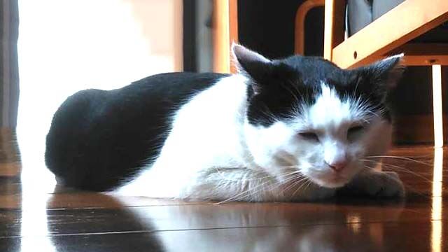 看板ねこのおこげちゃん