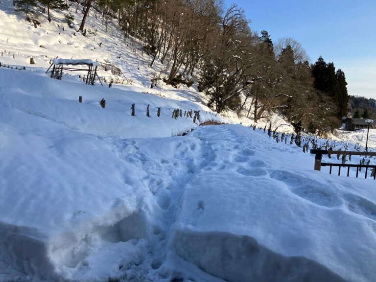 チョウザメ観察池あと地
