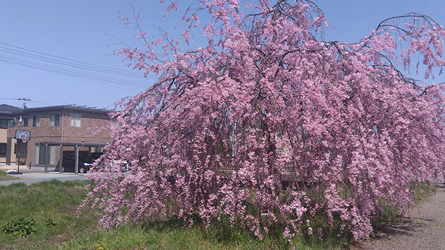 Weeping cherry tree