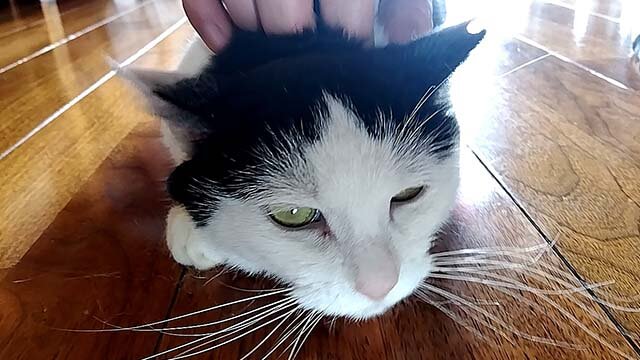 おこげちゃん
