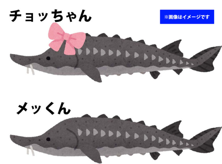 画像イメージ