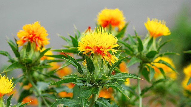 紅花