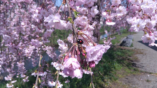 Weeping cherry tree - Enlarged image
