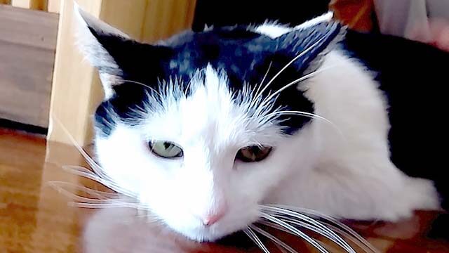 看板ねこおこげちゃん