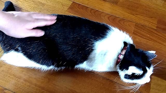 お待ちしてますニャ