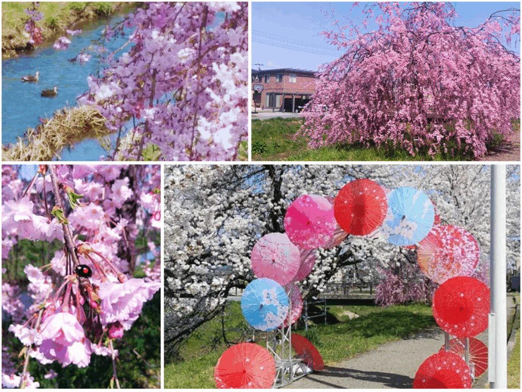しだれ桜と花傘のゲート