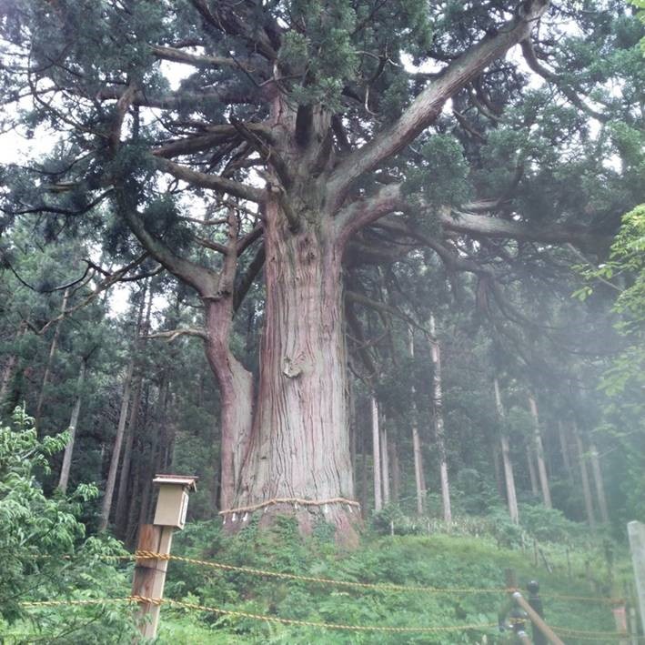 「日本一の玉杉」とは？1000年以上生き続ける荘厳な巨木に会いにいってきました アイキャッチ