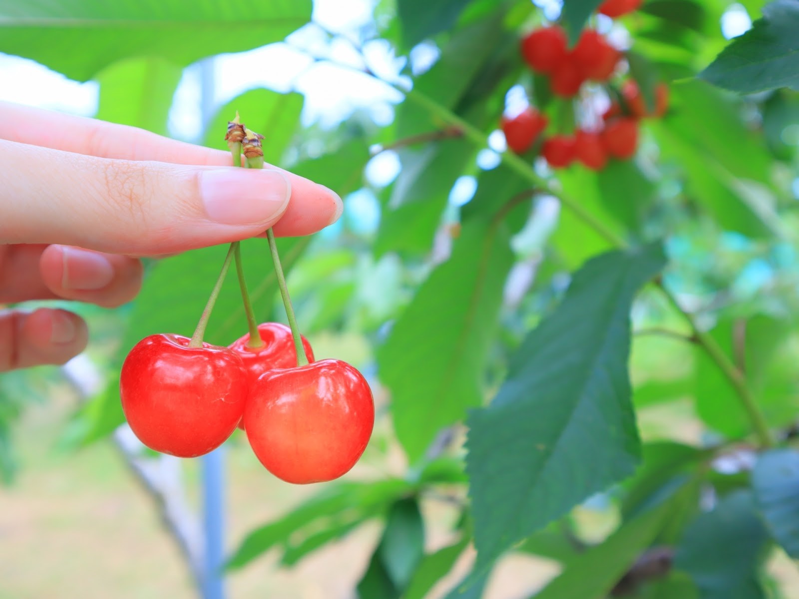 山形のさくらんぼ狩り人気スポット9選！もぎたての甘さを体験しよう アイキャッチ