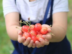 さくらんぼ狩り_手の上