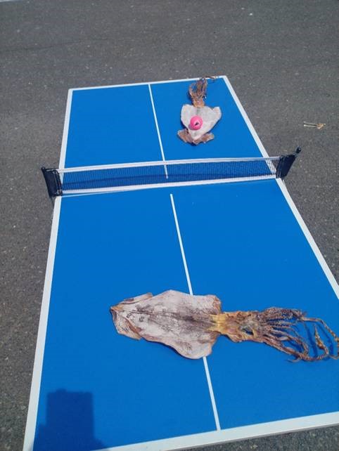 鼠ヶ関イカ・マグロまつり　卓球台とスルメイカ