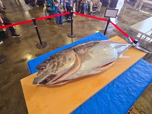 鼠ヶ関イカ・マグロまつり　マグロ