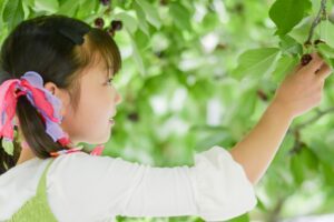 さくらんぼ狩り_こども