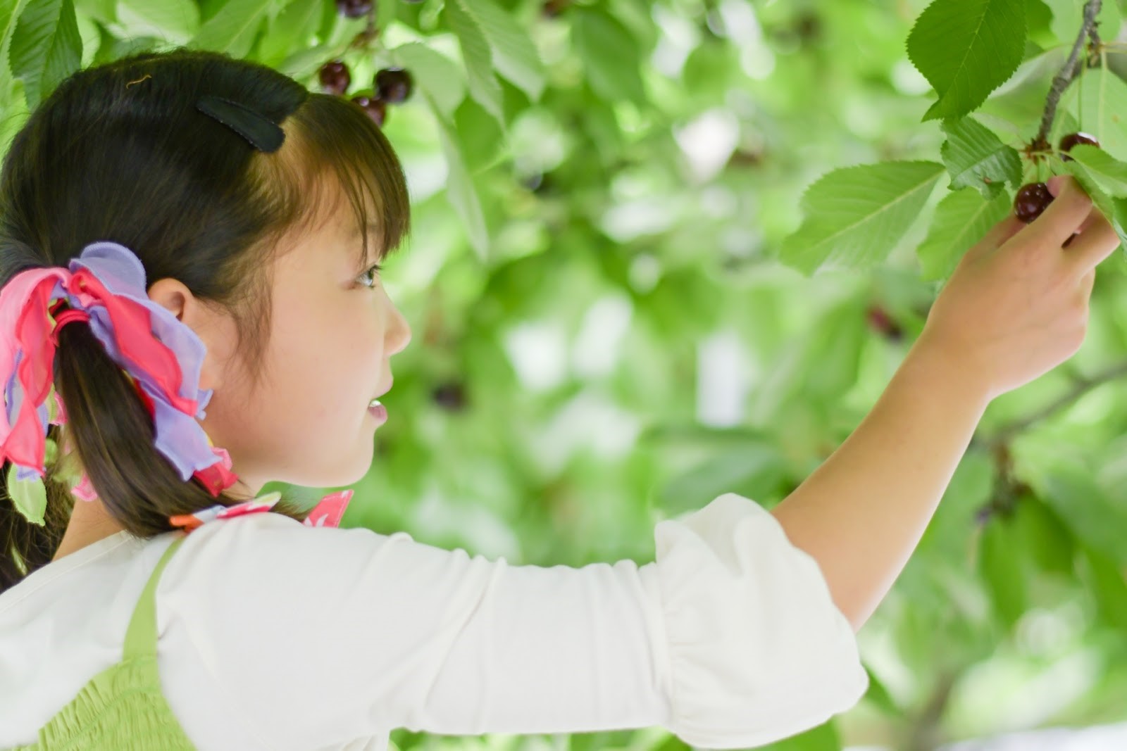 さくらんぼ狩り_こども