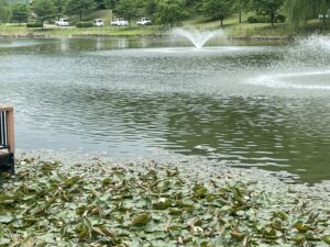 天童公園舞鶴山_池2