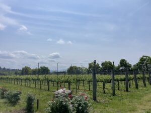 Takahata Winery's vineyards