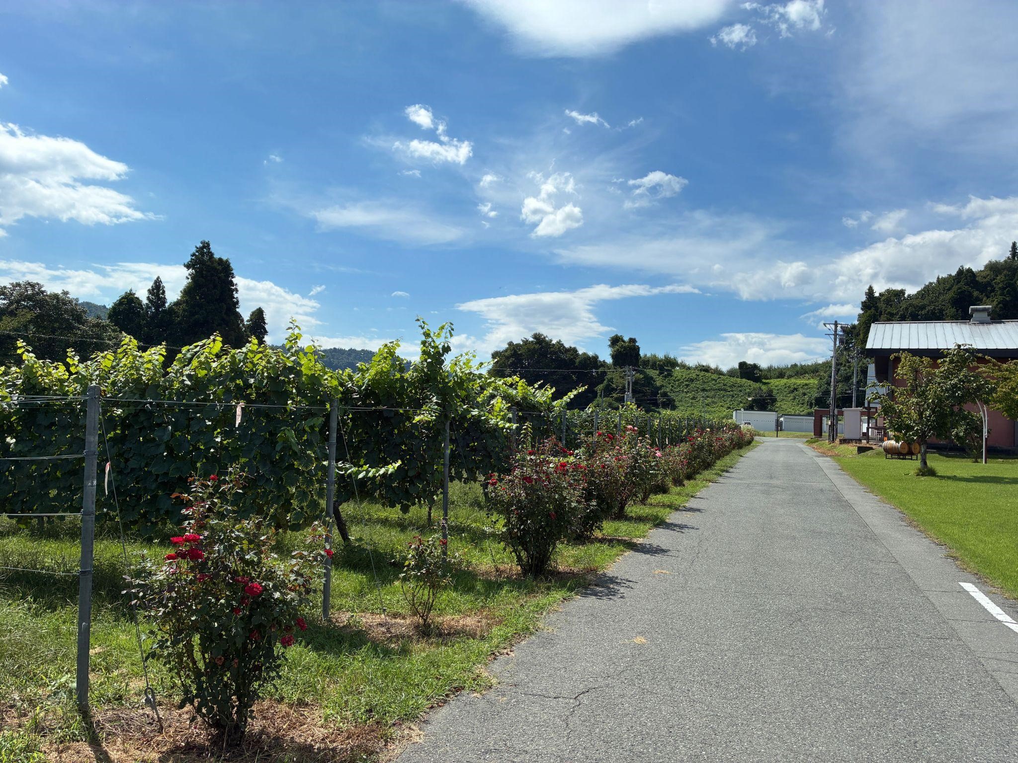 朝日町ワイン_景色