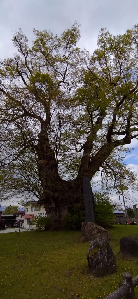 けやきと校舎