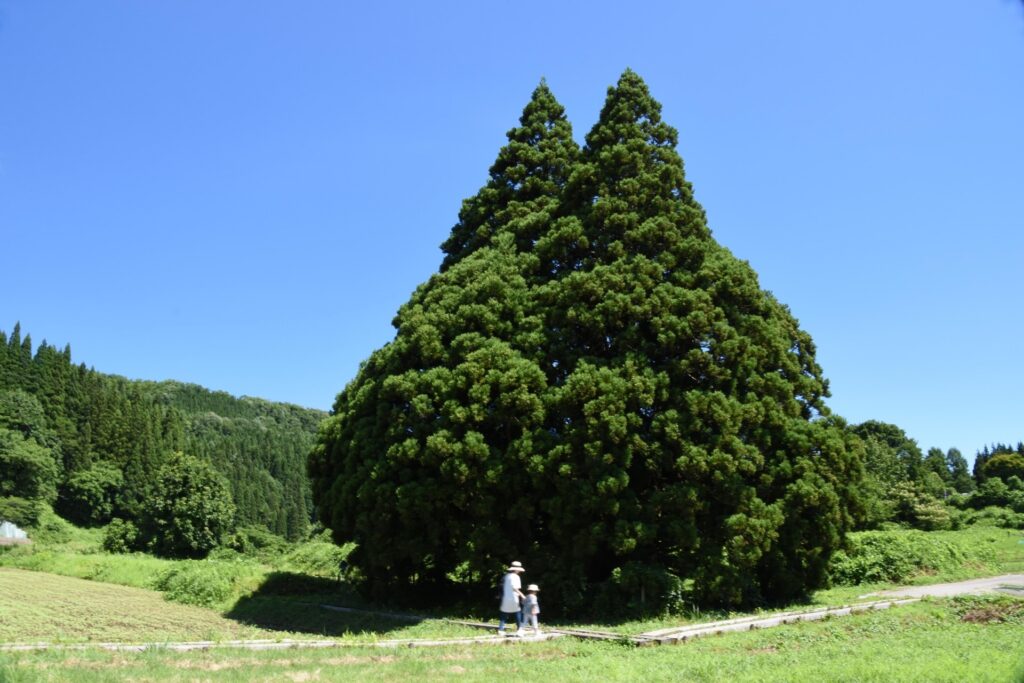 【山形・鮭川村】形がそっくり？「トトロの木」|小杉の大杉の魅力徹底ガイド デスクトップ向け