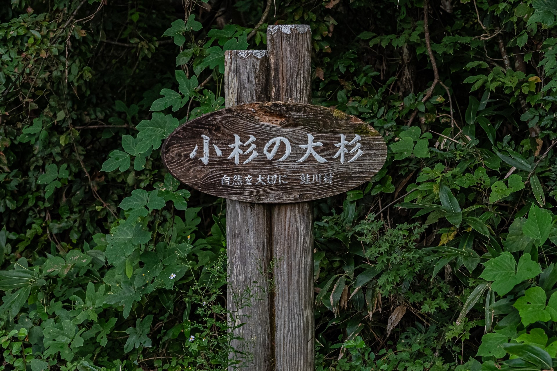 鮭川トトロの木_看板