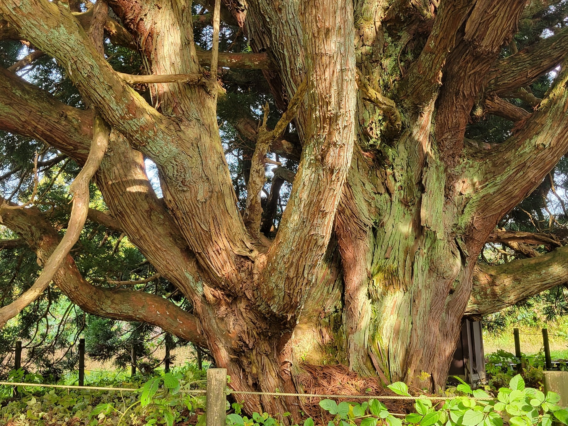鮭川トトロの木_幹