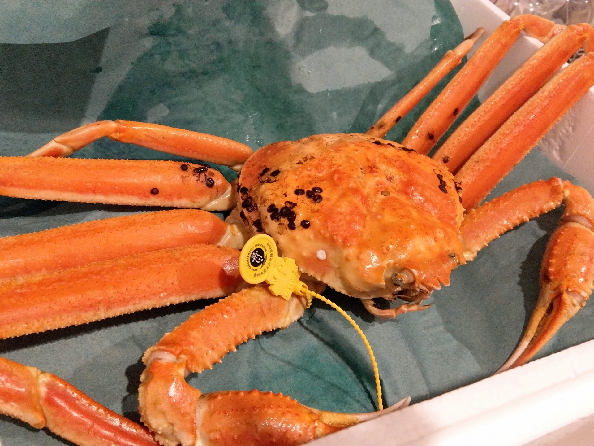 高級カニ完全ガイド：ブランド蟹の選び方と庄内北前ガニの魅力 アイキャッチ