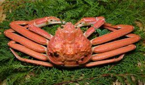 松葉ガニとは？旬の時期・味・値段をわかりやすく解説【庄内北前ガニ比較】 アイキャッチ