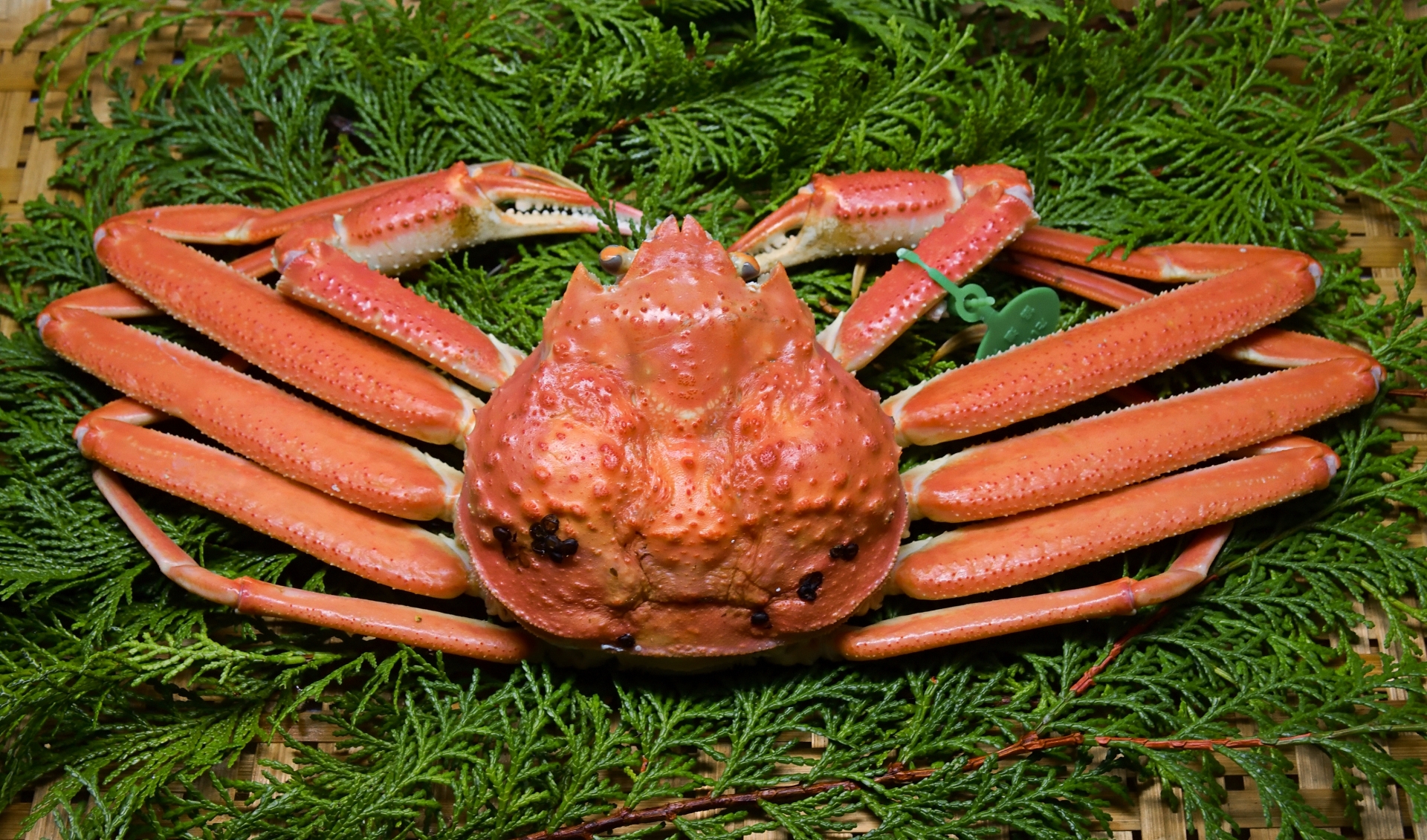 松葉ガニとは？旬の時期・味・値段をわかりやすく解説【庄内北前ガニ比較】 アイキャッチ