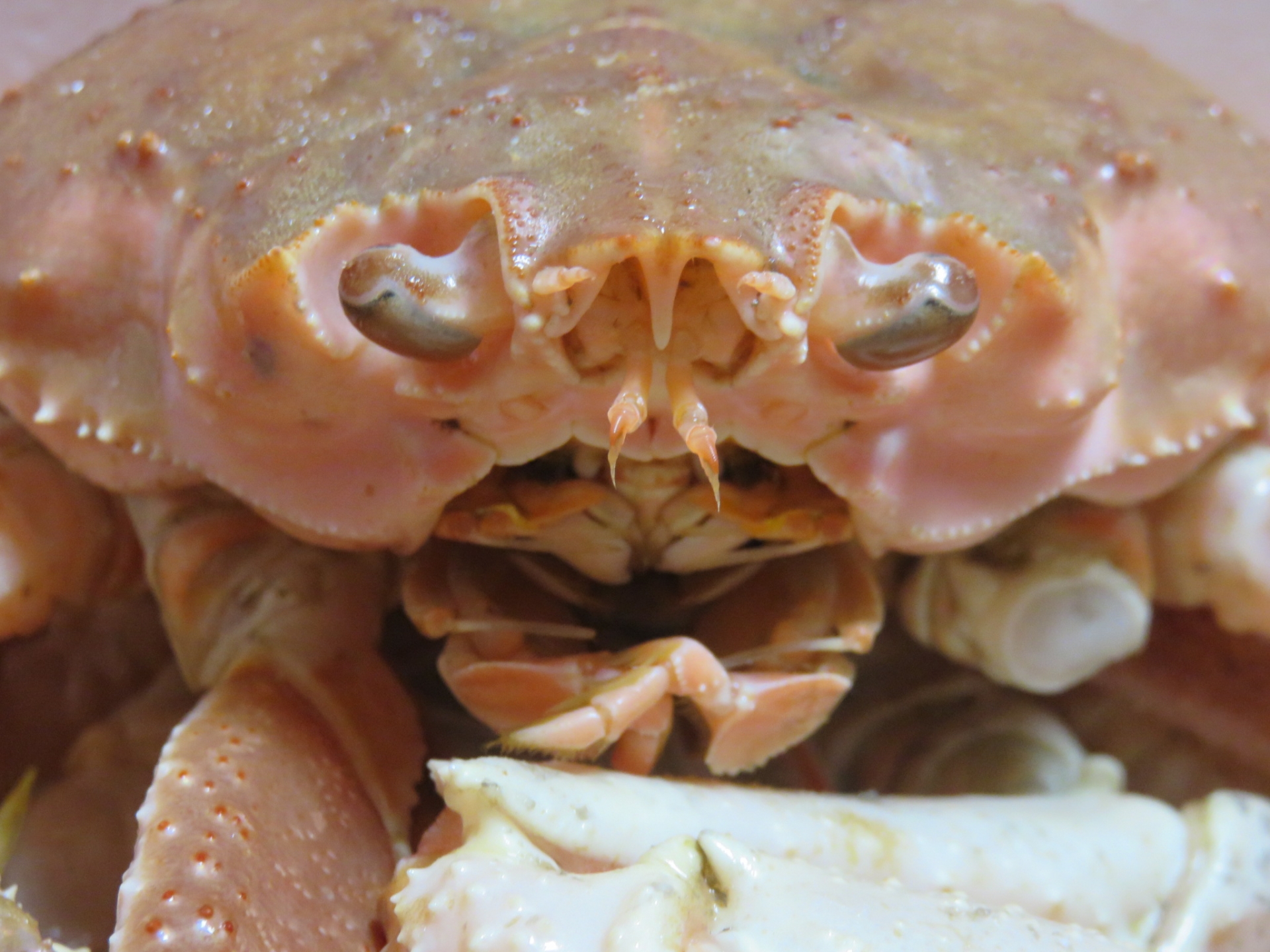 ズワイガニの口元