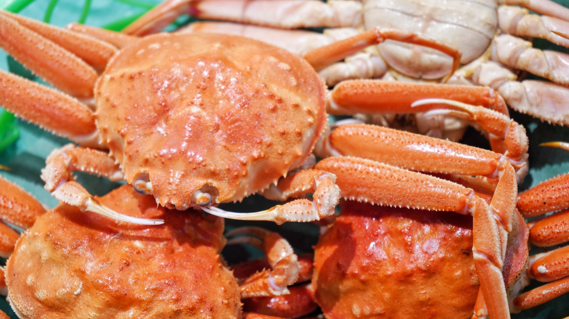 オオズワイガニ（大ズワイガニ）なぜ安い？種類・産地・旬・庄内北前ガニとの違いを徹底解説 アイキャッチ