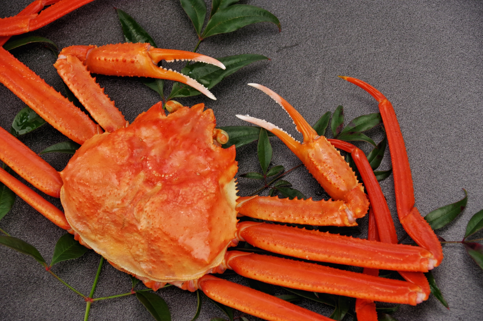 ズワイガニの種類まとめ：本ズワイ・紅ズワイ・大ズワイの違いと庄内北前ガニの魅力 アイキャッチ