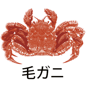毛ガニ