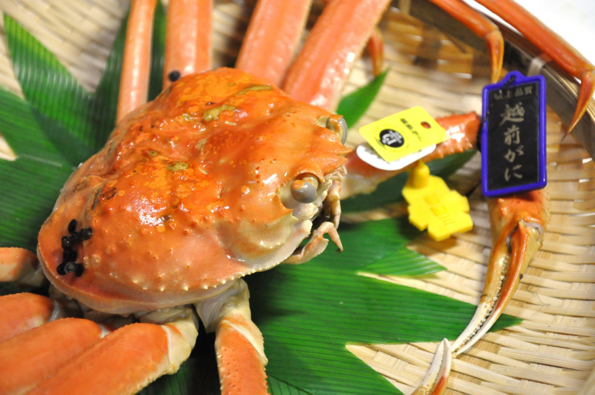 タグ付きのズワイガニ