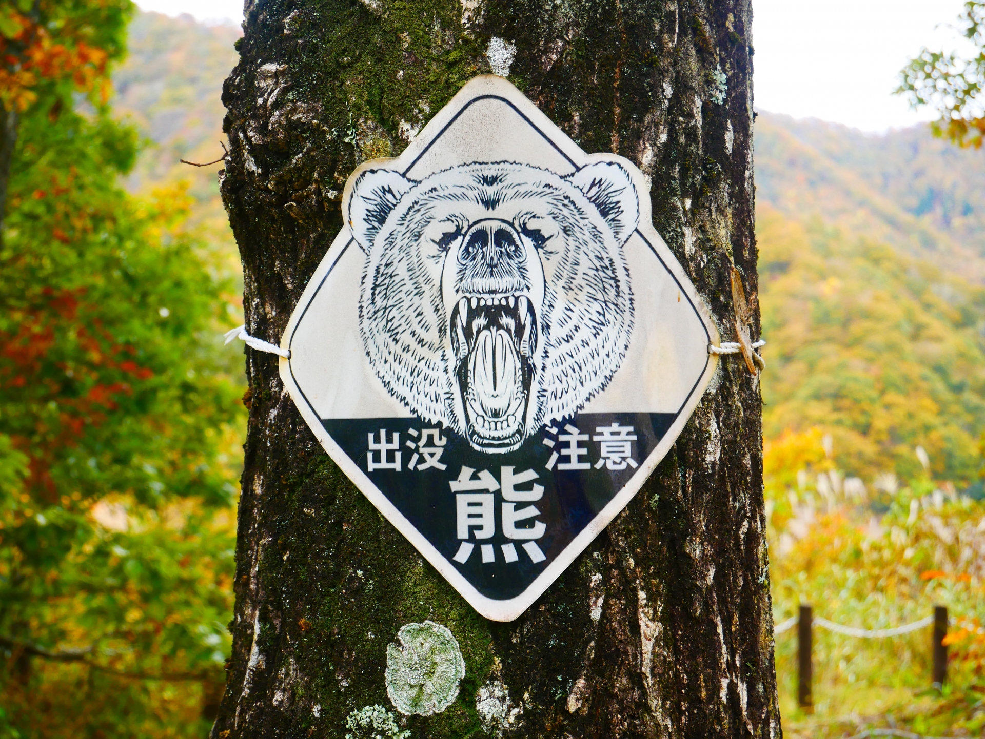 山形県内のクマ出没情報まとめ|目撃マップなど市町村別リンク付き最新状況と対策ガイド アイキャッチ