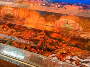 毛ガニと花咲ガニ