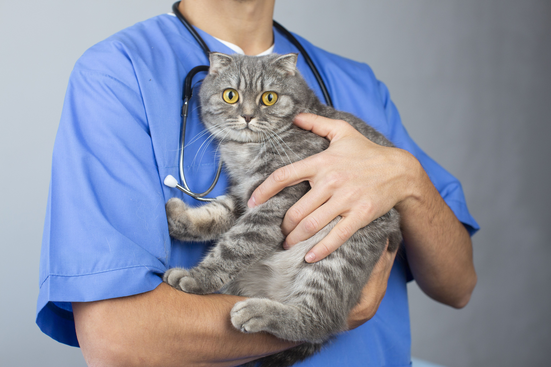 山形で安心して通える動物病院10選｜犬・猫・小動物・鳥・カメにも対応【2026年最新版】 アイキャッチ