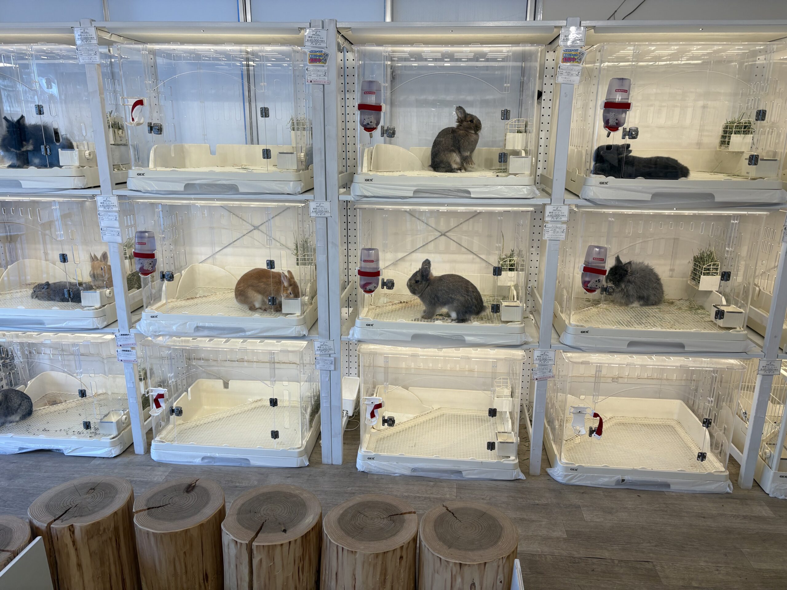 ケージに入っているうさぎ