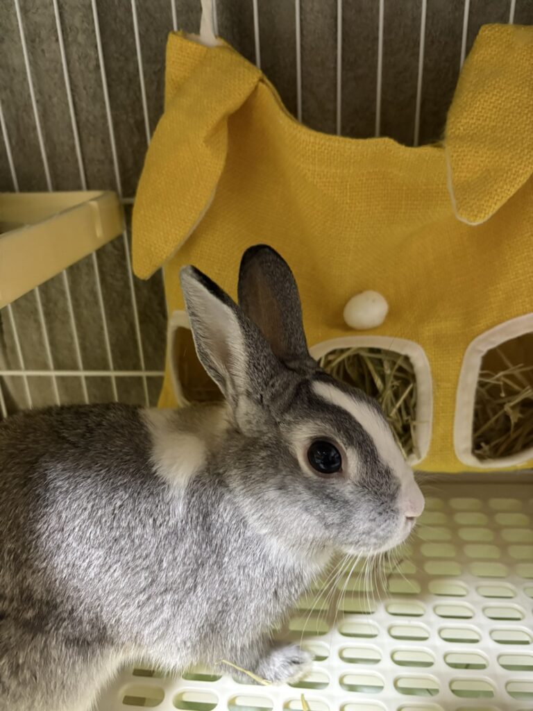 トントロケージ