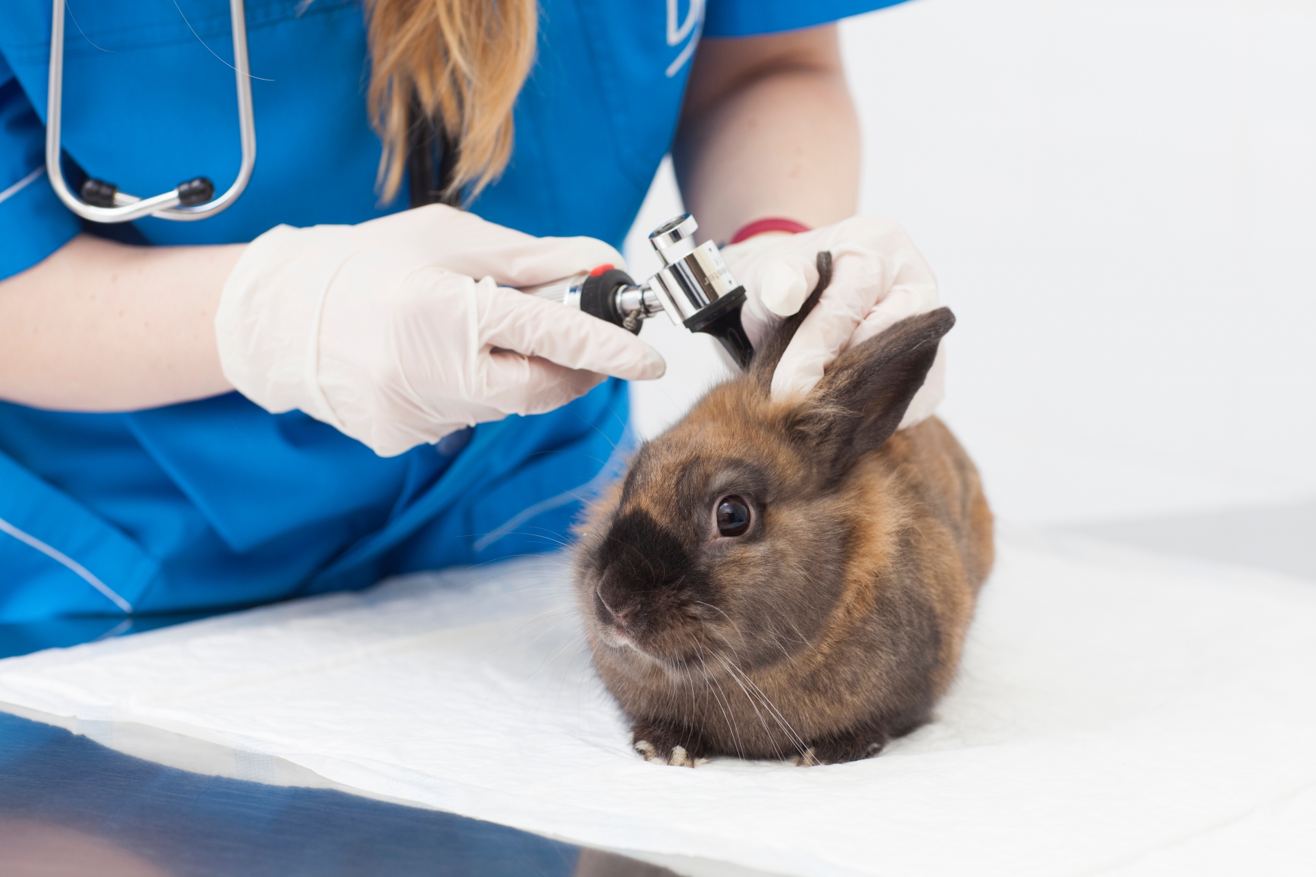 獣医に診察を受けるうさぎ