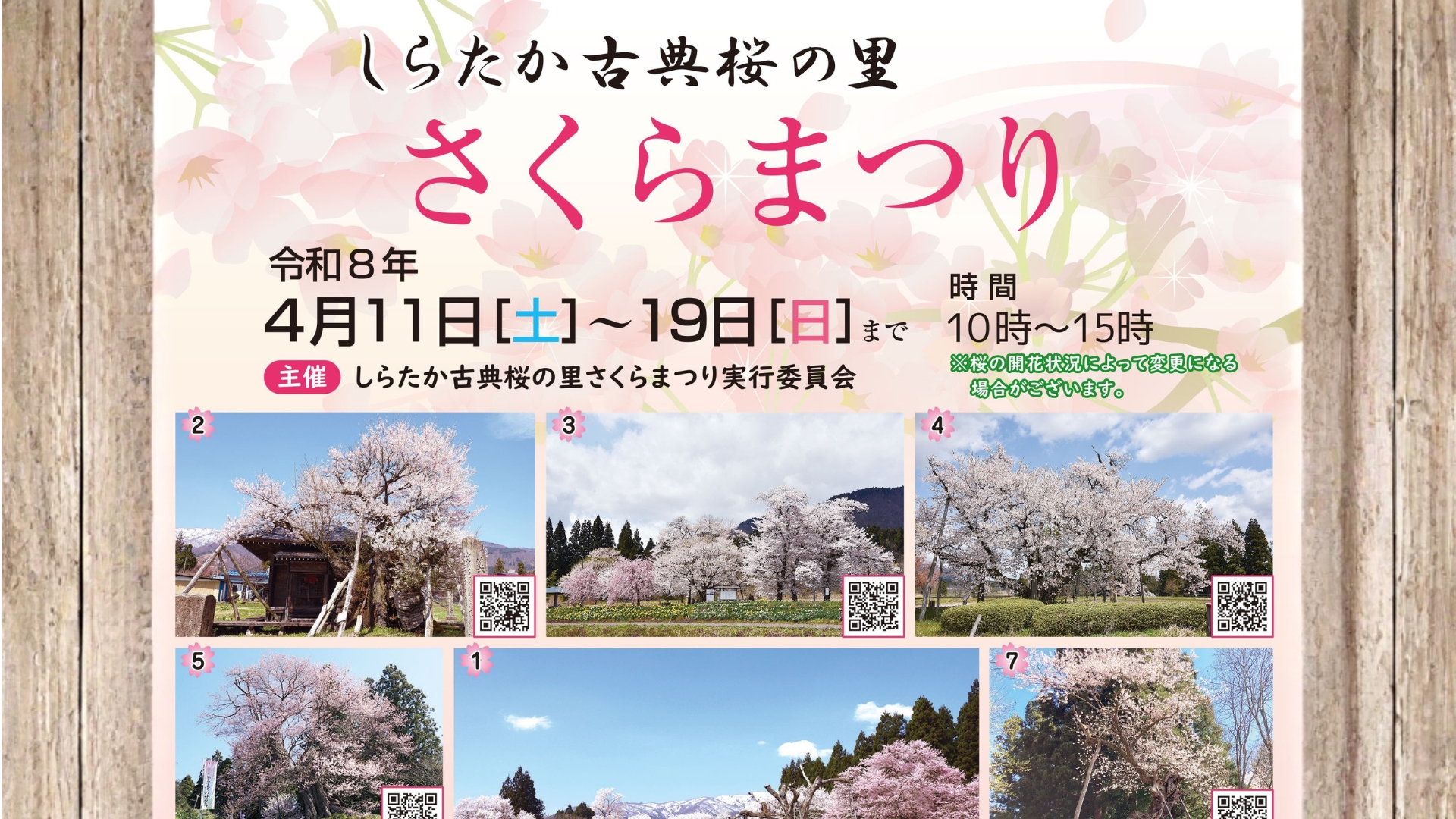 【4/11～イベント情報】白鷹町 令和8年 しらたか古典桜の里 さくらまつり アイキャッチ
