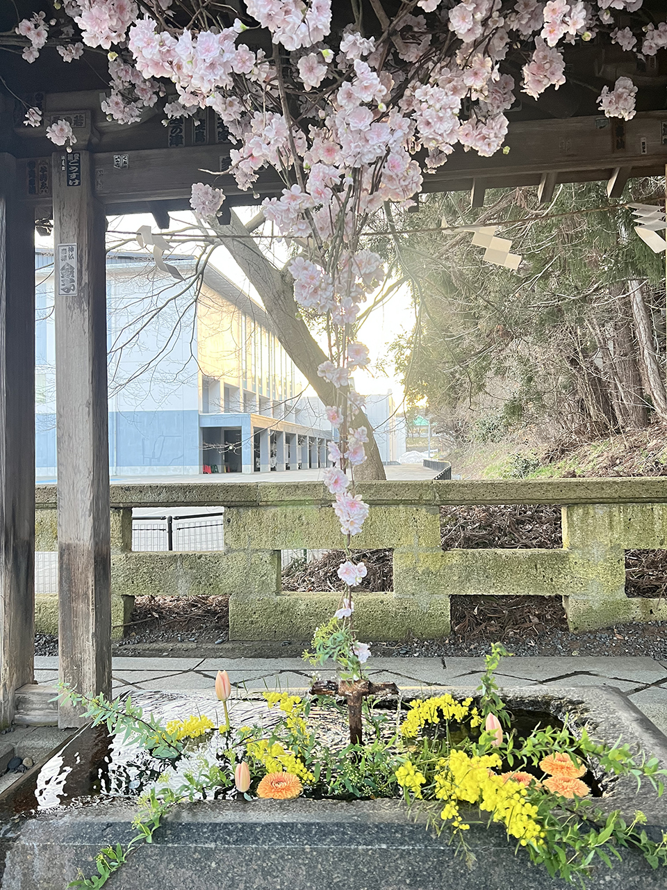 花の写真