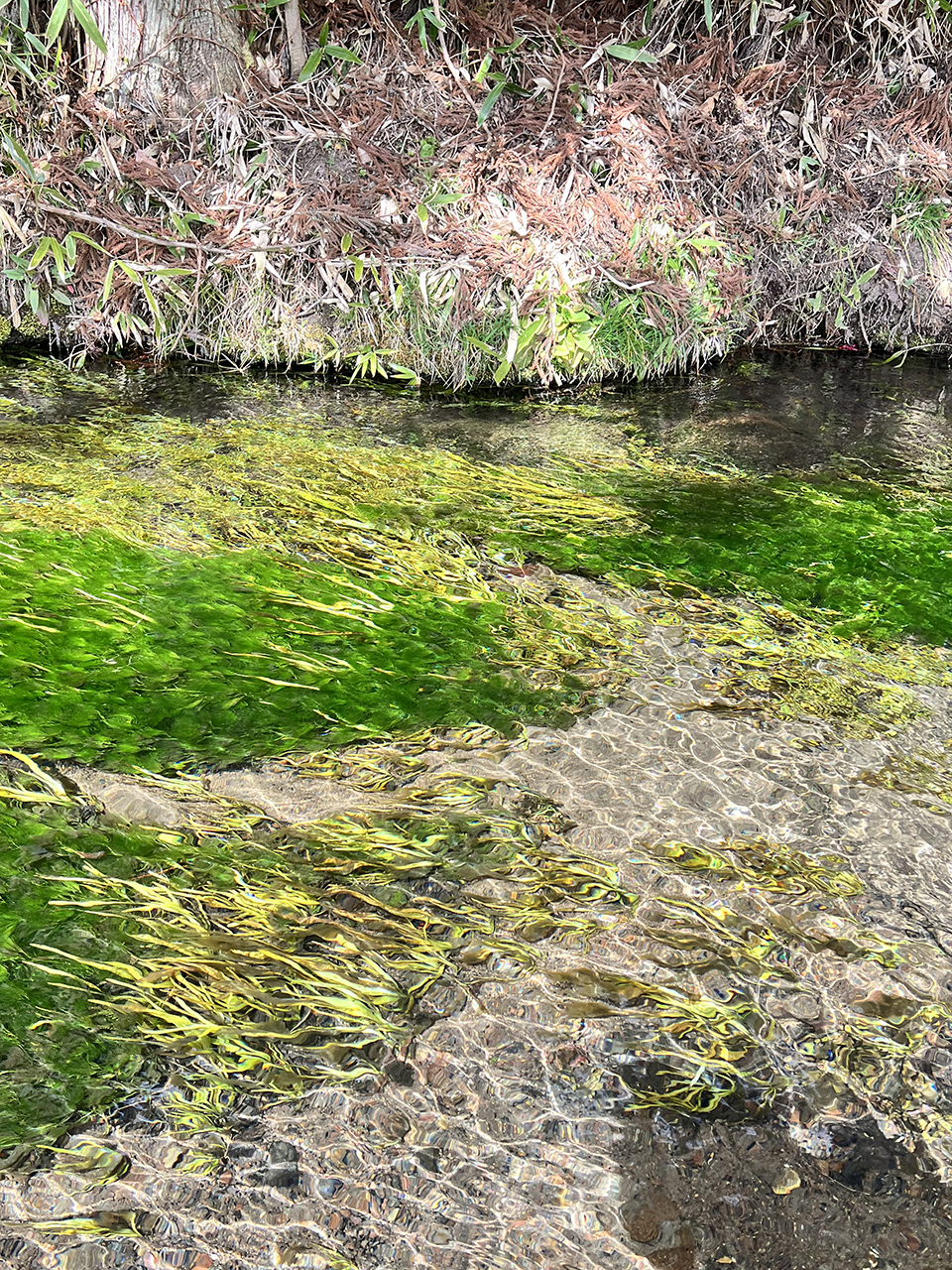 透明度の高い牛渡川