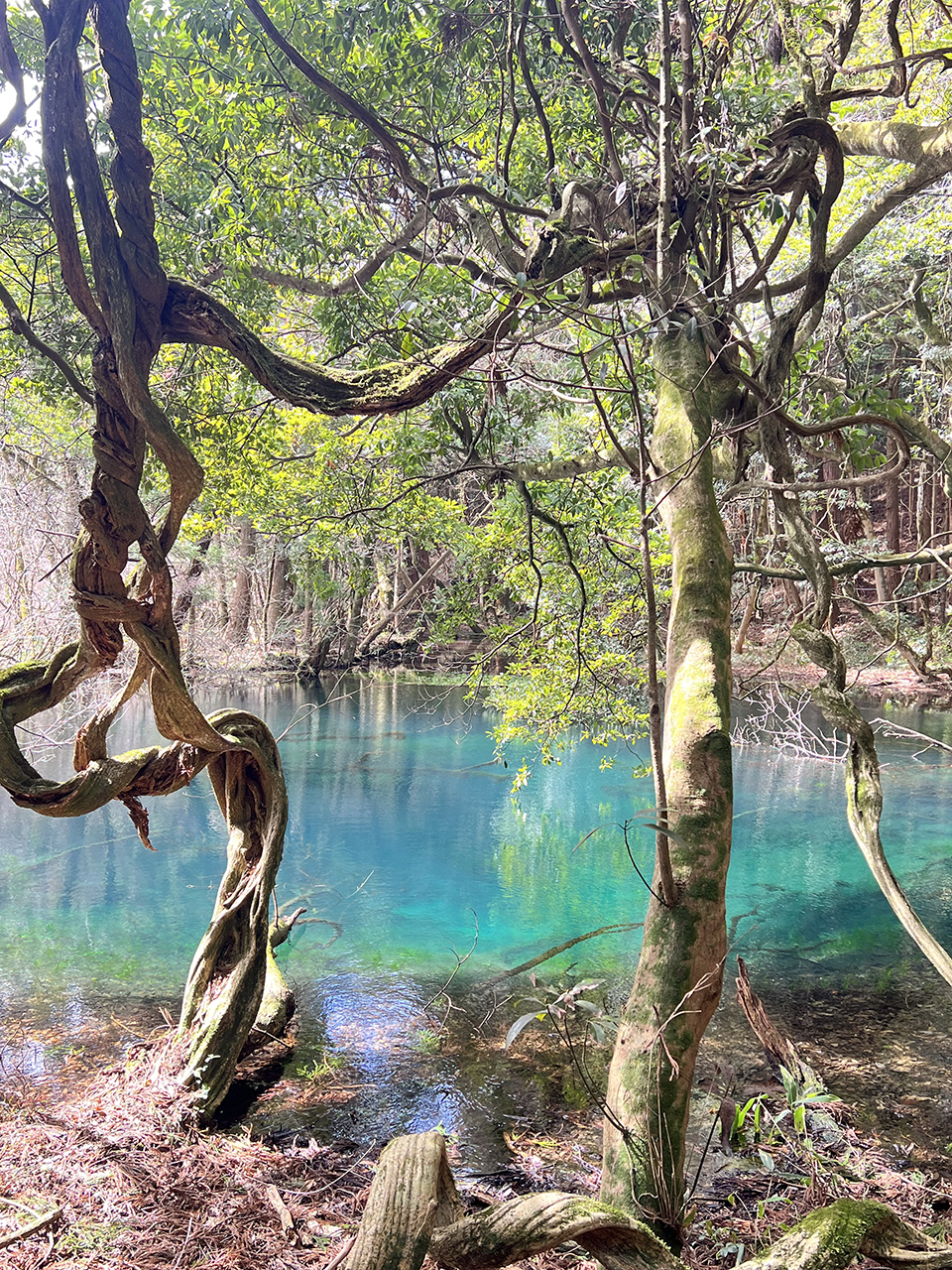 森に囲まれた神秘的なエメラルドグリーンの丸池様